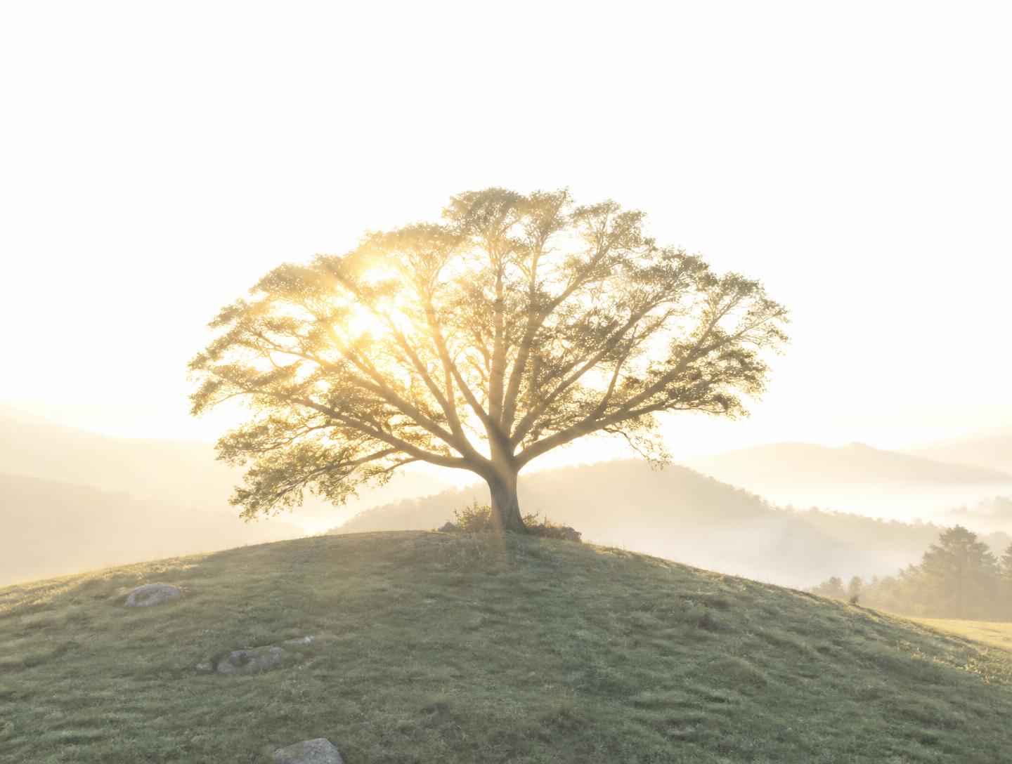Árbol solitario iluminado al amanecer